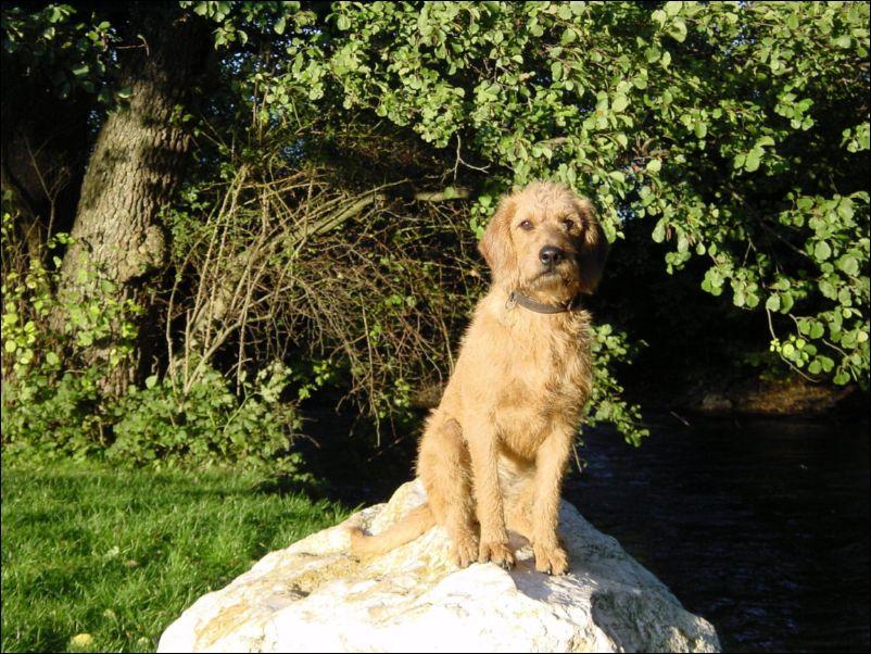 Foto: �t�rsk� brak��-Diverse Bilder. CHS: www.deutscherbrackenverein.de