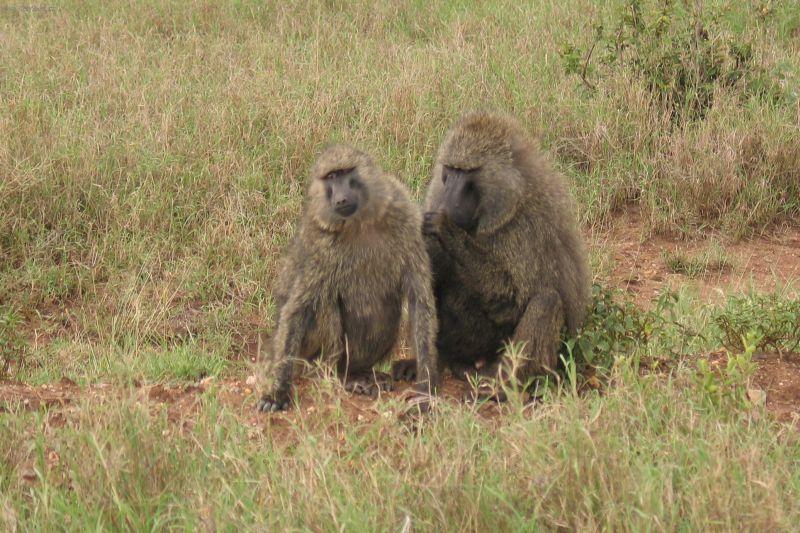 Foto: Tanzanie
