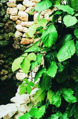 Foto: Tetrastigma