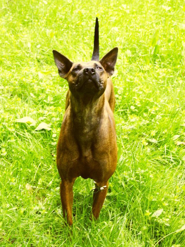 Fotky: Thajsk� ridgeback (foto, obrazky)