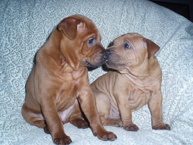 Fotky: Thajsk� ridgeback (foto, obrazky)