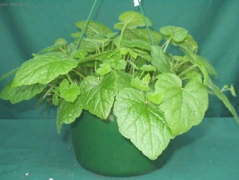 Foto: Tolmiea