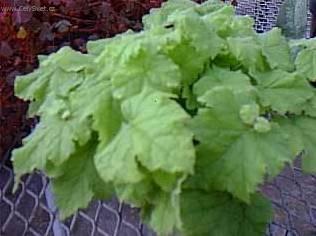 Foto: Tolmiea