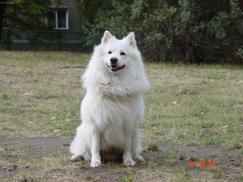 Foto: N�meck� �pic velk�- Majitelka: Marcela Proch�zkov�