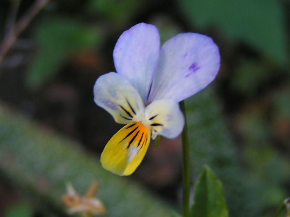 Fotky: Violka Trojbarevn� (foto, obrazky)