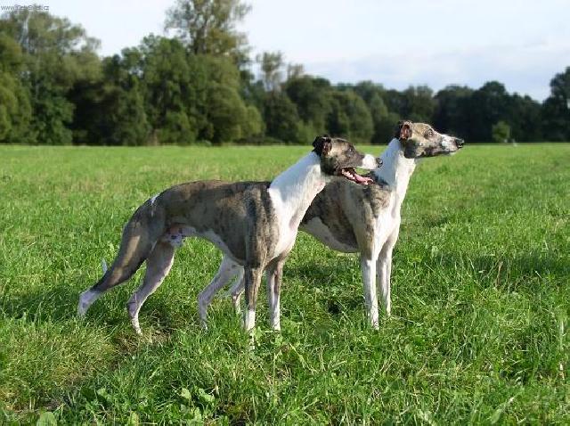 Foto: Whippet-Majitelka: Ry�kov� (whippet.petula.vera@centrum.cz)