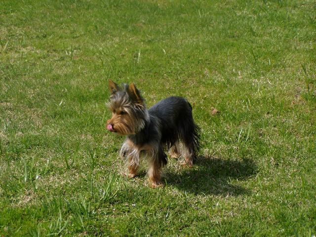 Fotky: York��rsk� terier (foto, obrazky)