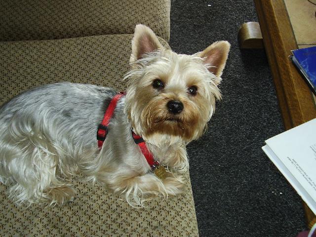Foto: York��rsk� terier-Tak to je n� mil��ek. 2,5-let� Jennynka. Majitelka: Veronika