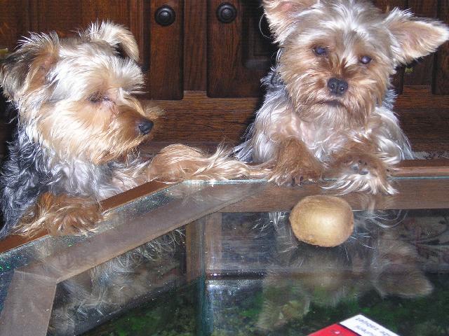 Foto: York��rsk� terier-Miluju kiwi... Majitelka: Renda