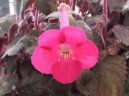 Achimenes, Honz�k, K�iv�tka