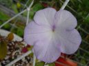 :  > Achimenes, Honz�k, K�iv�tka (Achimenes)