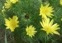 Adonis jarn�, hlav��ek jarn�