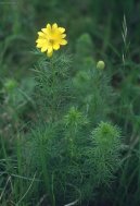 Adonis jarn�, hlav��ek jarn�