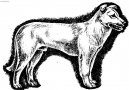 :  > Atla�sk� vl��k (Aidi, Atlas Mountain Dog)