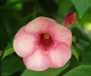 :  > Alamanda po�istiv� (Allamanda cathartica)