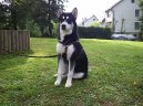 Alja�sk� malamut