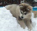 Alja�sk� malamut