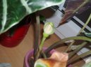 :  > Alok�zie (Alocasia)