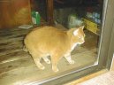 :  > Americk� kr�tkosrst� ko�ka (American Shorthair Cat)