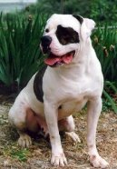 Americk� bulldog