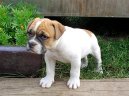 Americk� bulldog