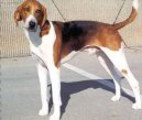 Americk� foxhound