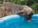 :  > Americk� kokr�pan�l (American Cocker Spaniel)