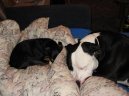 Fotky: Americk� pitbull teri�r (foto, obrazky)