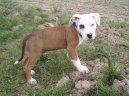 Americk� pitbull teri�r