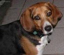 :  > Anglick� foxhound (English Foxhound)
