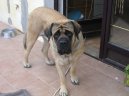 Anglick� mastif