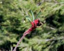 Anigozantos, klokan� tlapka