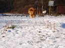 :  > Aportov�n� (Aport-triky)