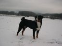 :  > Appenzellsk� sala�nick� pes (Appenzeller Sennenhund)