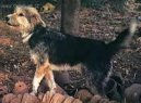 :  > Armant, Egyptsk� ov��k (Armant, Ermenti, Egyptian Sheepdog, Chin de Berger Egyptian)