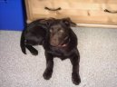 Australsk� kelpie