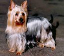 Fotky: Australsk� silky teri�r (foto, obrazky)