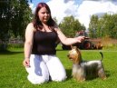 Australsk� silky teri�r