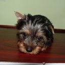 Australsk� silky teri�r