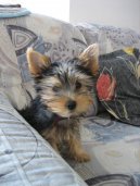 :  > Australsk� silky teri�r (Australian Silky Terrier)