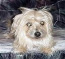 Australsk� teri�r