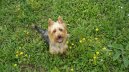 :  > Australsk� teri�r (Australian Terrier)
