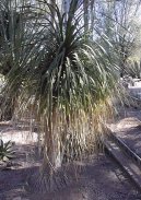 :  > Beaukarnea, slon� noha (Beaucarnea recurvata)