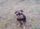 Belgick� grifonek