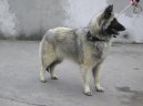 :  > Belgick� ov��k (Chien de Berger Belge)