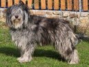 Bergamsk� ov��k
