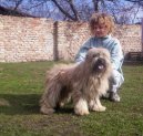 Pyrenejsk� ov��k s dlouhou srst�