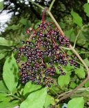 :  > Bez �ern� (Sambucus nigra)