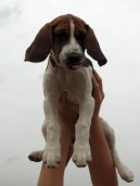 Fotky: B�gl (foto, obrazky)