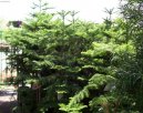 Blaho�et ztepil�, Arauk�rie